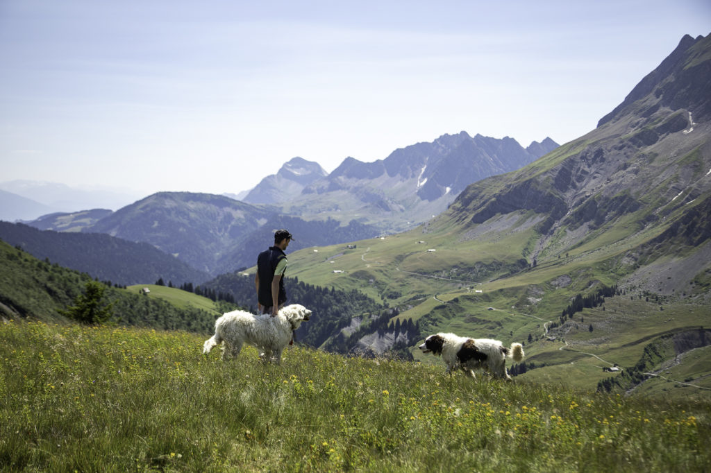 Rencontrer un chien de protection en randonnée: faut-il avoir peur des patous? Et si on randonne avec son chien? Un article ressource sur le pastoralisme.