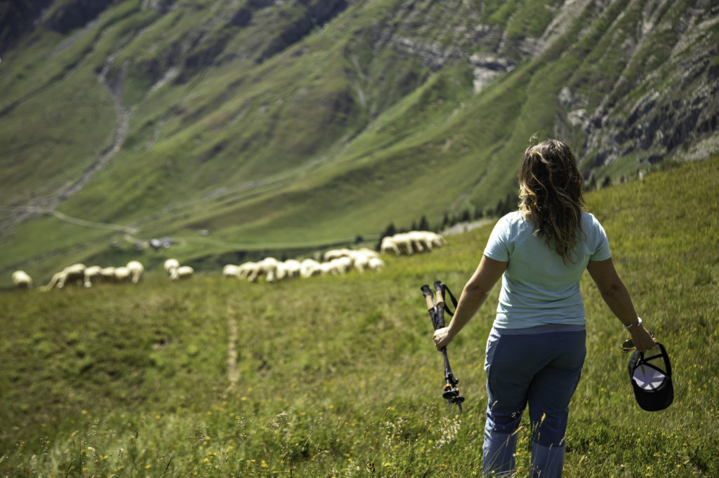 Rencontrer un chien de protection en randonnée: faut-il avoir peur des patous? Et si on randonne avec son chien? Un article ressource sur le pastoralisme.