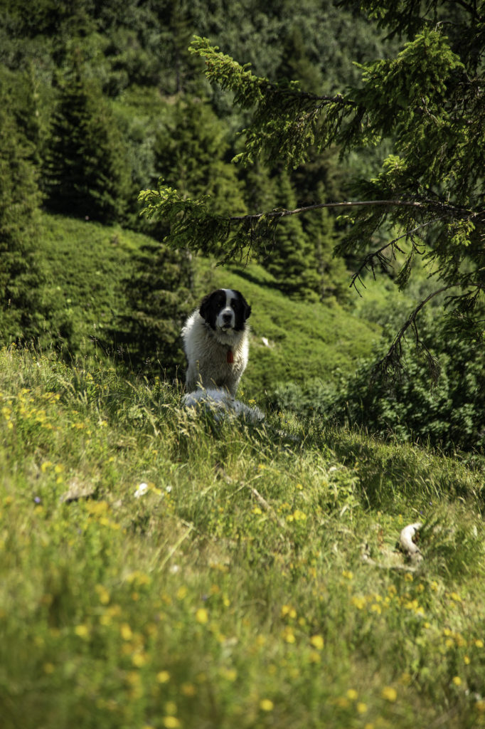 Rencontrer un chien de protection en randonnée: faut-il avoir peur des patous? Et si on randonne avec son chien? Un article ressource sur le pastoralisme.
