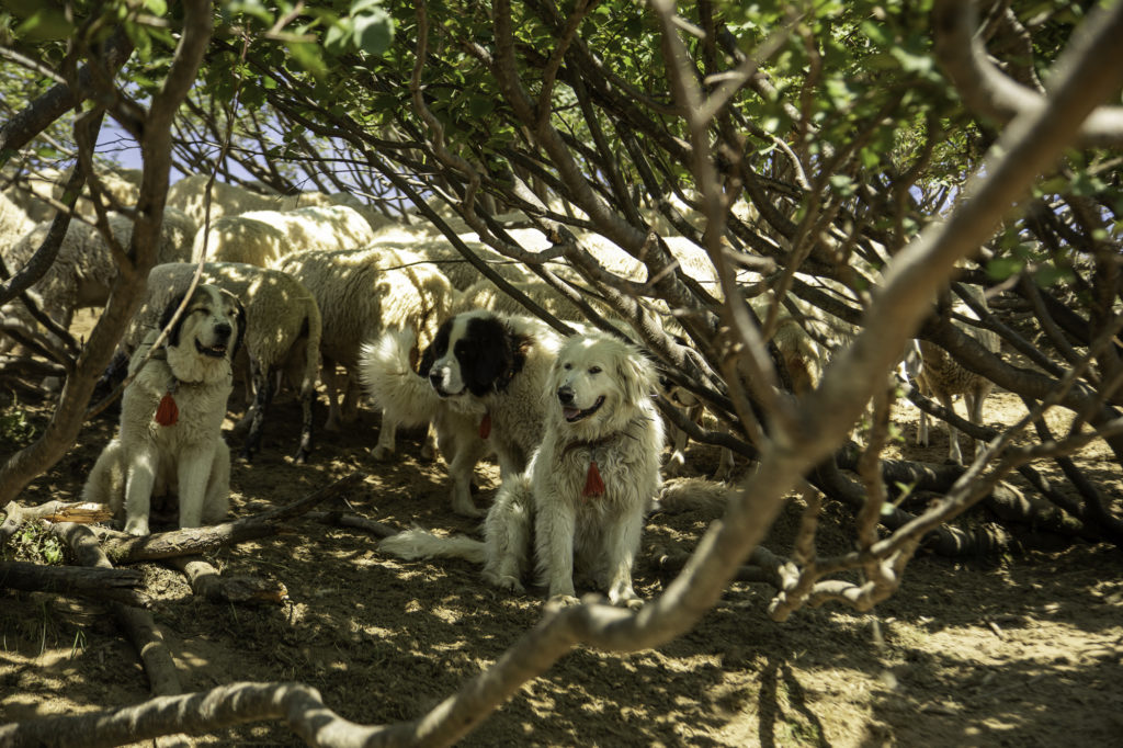 Rencontrer un chien de protection en randonnée: faut-il avoir peur des patous? Et si on randonne avec son chien? Un article ressource sur le pastoralisme.