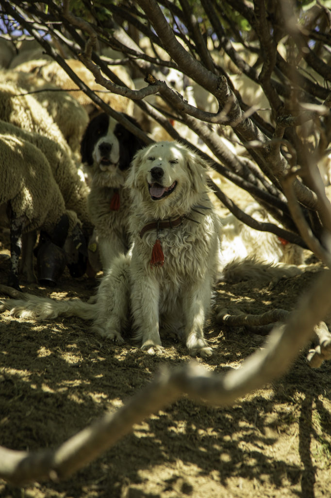 Rencontrer un chien de protection en randonnée: faut-il avoir peur des patous? Et si on randonne avec son chien? Un article ressource sur le pastoralisme.
