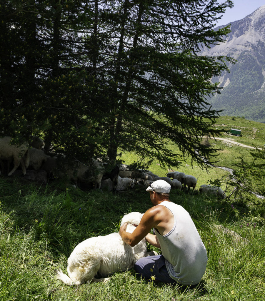 Rencontrer un chien de protection en randonnée: faut-il avoir peur des patous? Et si on randonne avec son chien? Un article ressource sur le pastoralisme.