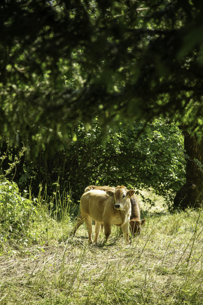Rencontrer un chien de protection en randonnée: faut-il avoir peur des patous? Et si on randonne avec son chien? Un article ressource sur le pastoralisme.
