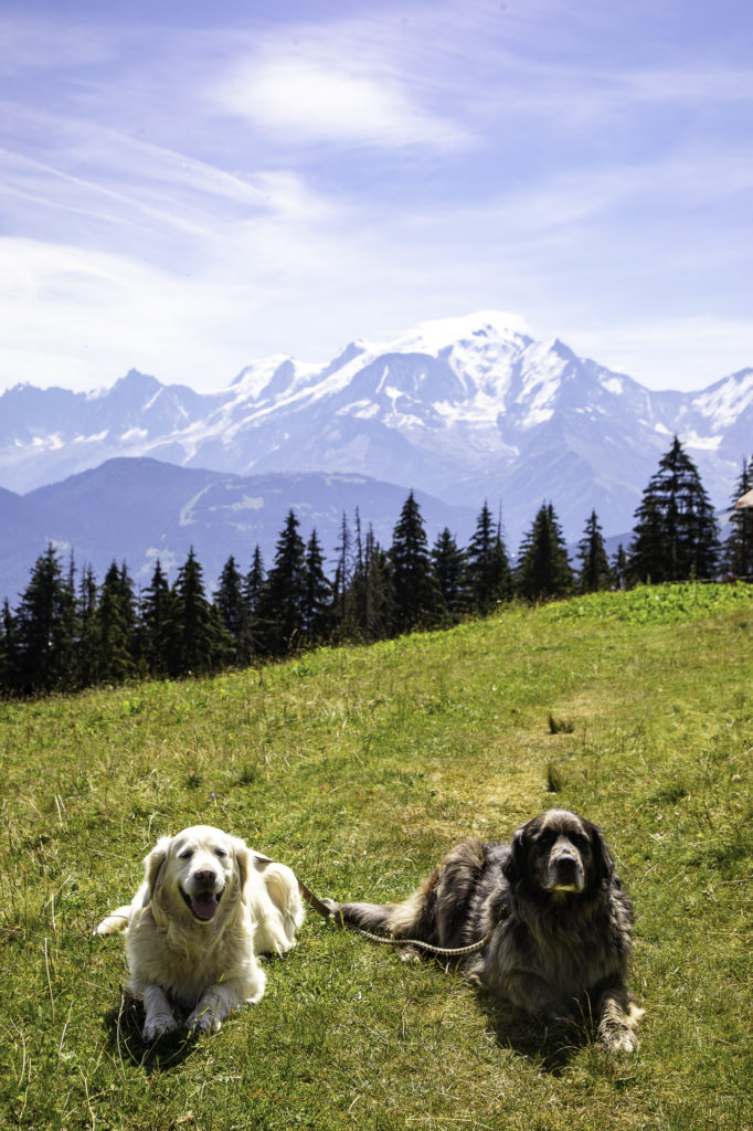 Rencontrer un chien de protection en randonnée: faut-il avoir peur des patous? Et si on randonne avec son chien? Un article ressource sur le pastoralisme.