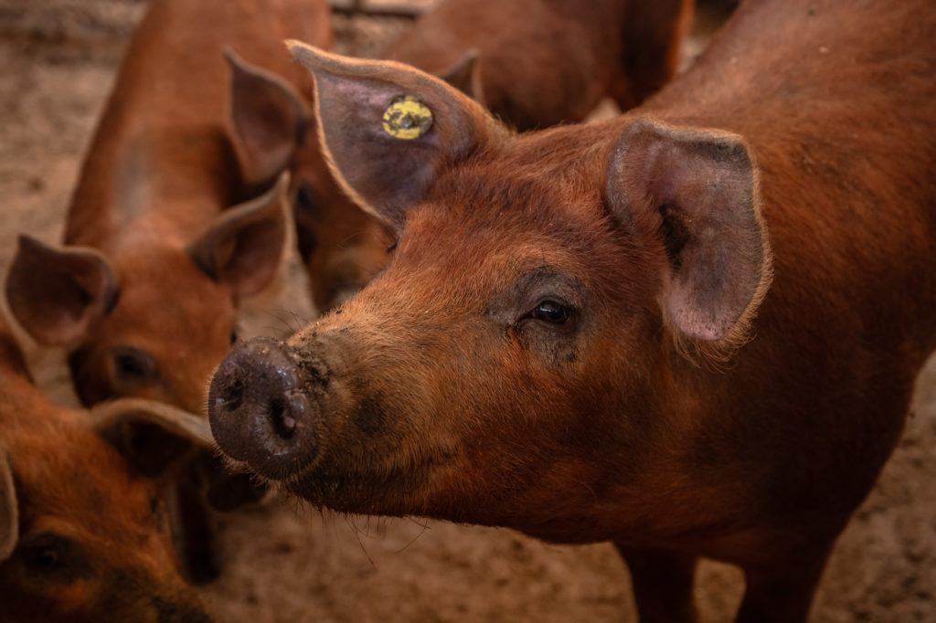 Saveurs du terroir corse : artisans et producteurs du pays d'Ajaccio