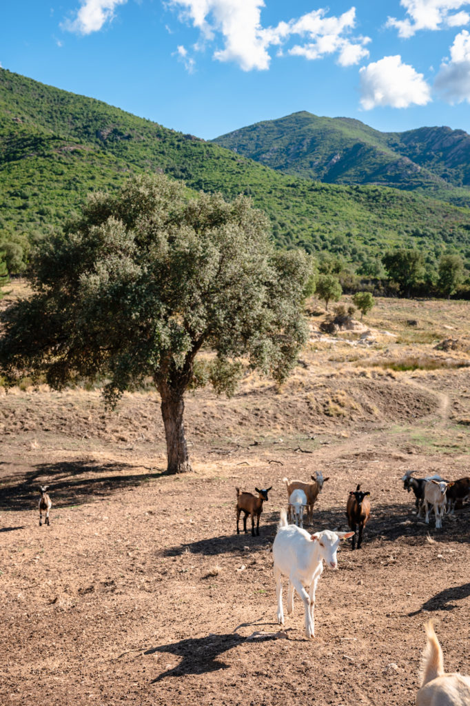 Saveurs du terroir corse : artisans et producteurs du pays d'Ajaccio
