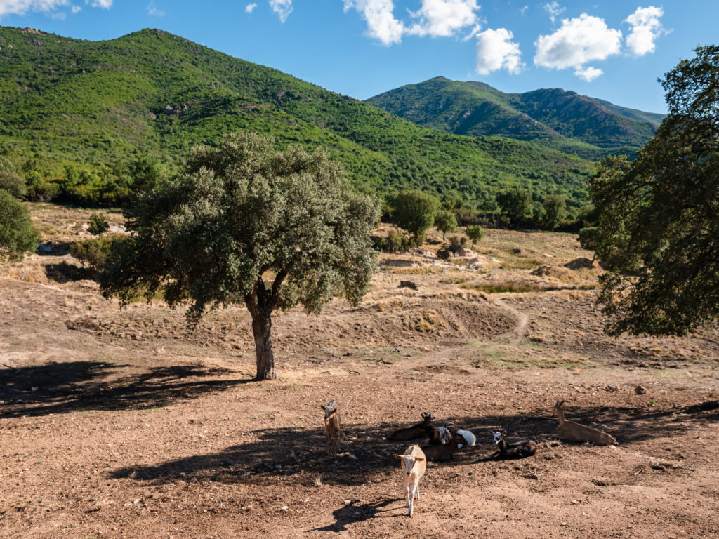 Voyager à Ajaccio à l'automne, entre mer et montagne, à la rencontre des artisans et producteurs : immersion dans le terroir corse et bonnes adresses!