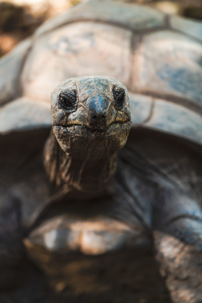 tortue des seychelles