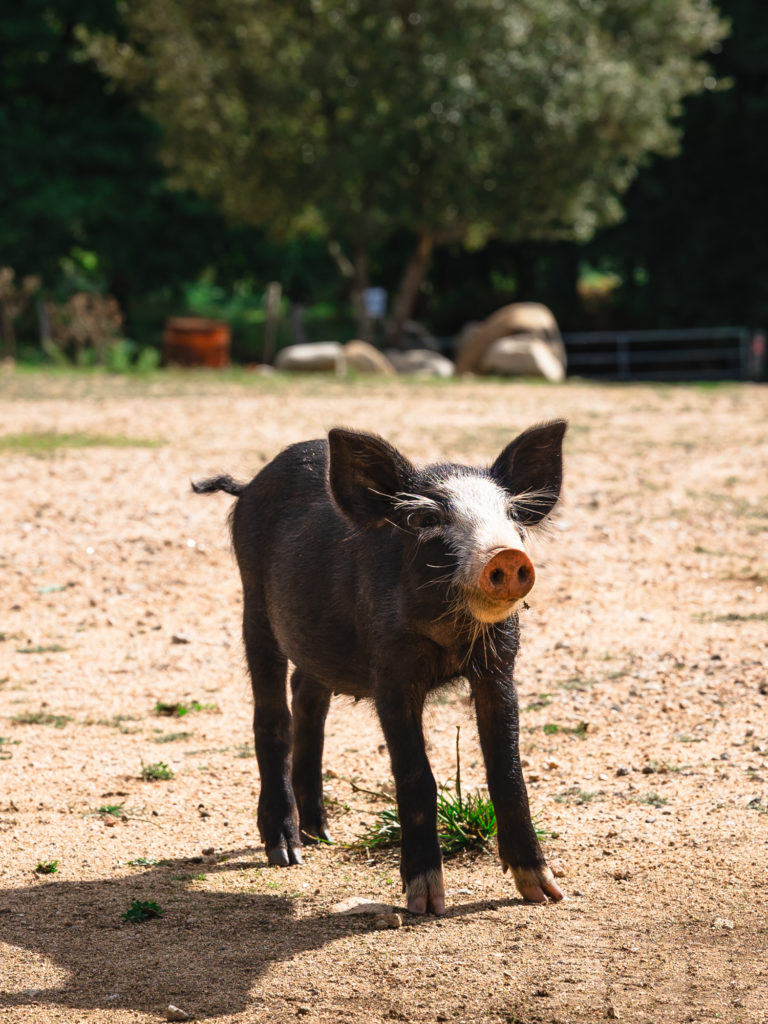 Saveurs du terroir corse : artisans et producteurs du pays d'Ajaccio