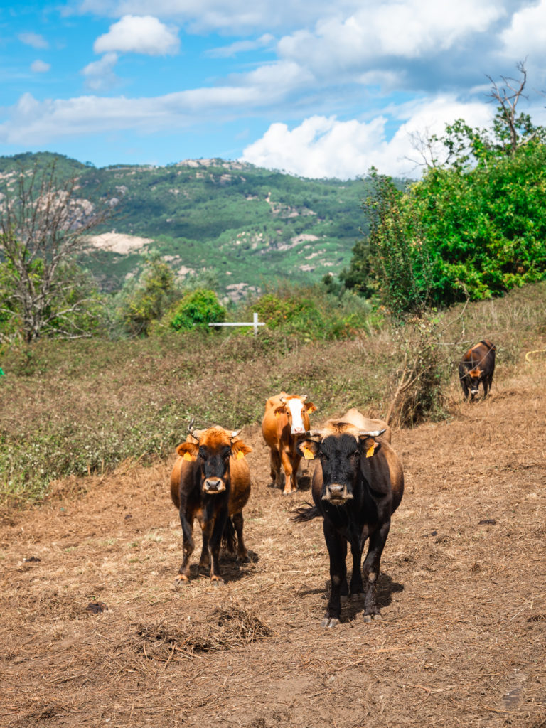 Saveurs du terroir corse : artisans et producteurs du pays d'Ajaccio