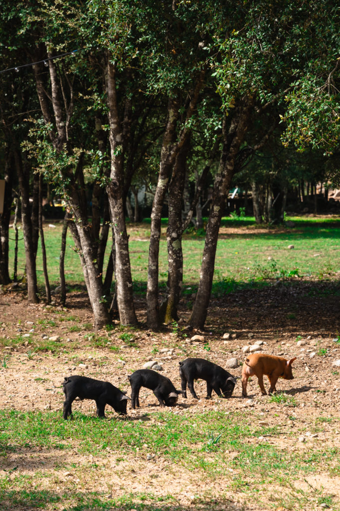 Saveurs du terroir corse : artisans et producteurs du pays d'Ajaccio