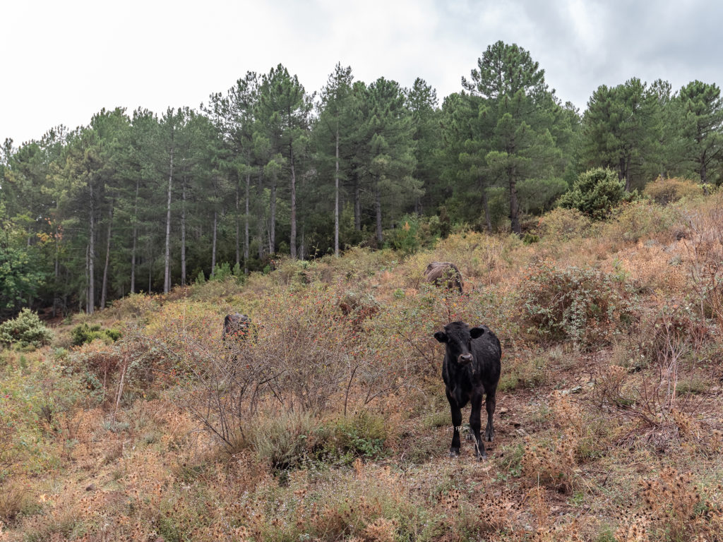 corse à l'automne : montagne, sports outdoor, bonnes adresses