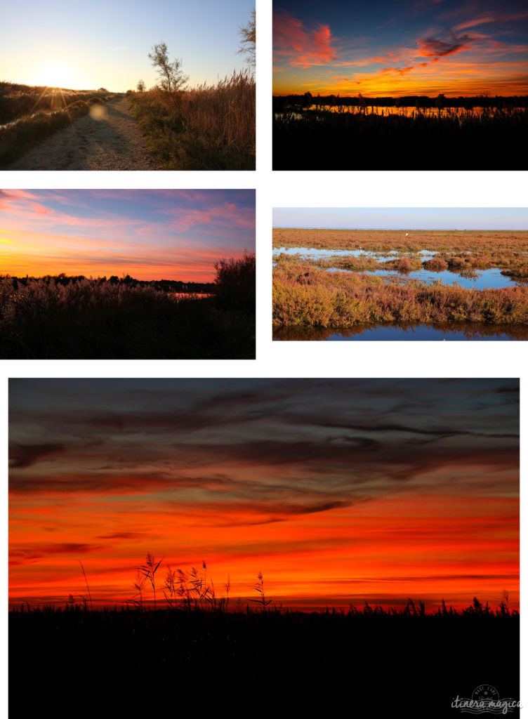 Que faire en Camargue ? Balades à cheval, bonnes adresses, incontournables, retrouvez tout sur le Camargue.