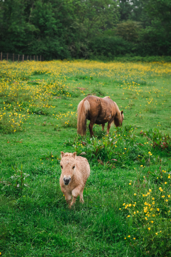 Que voir et que faire dans le Limousin, entre Creuse et Haute Vienne ? La ferme des Clautres