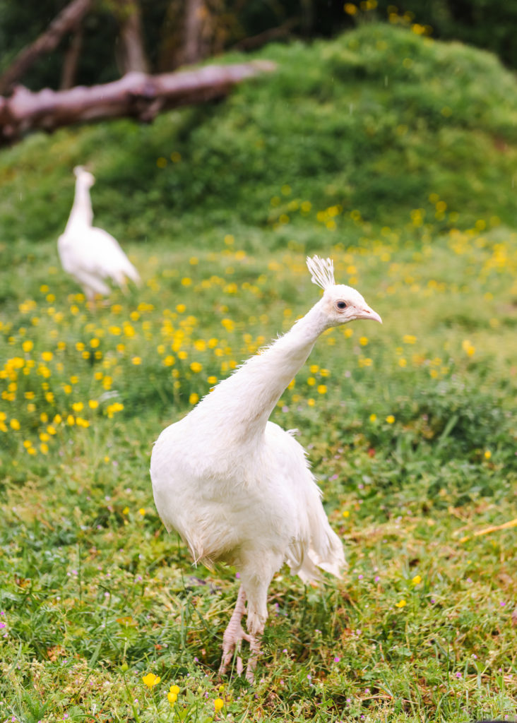 Que voir et que faire dans le Limousin, entre Creuse et Haute Vienne ? La ferme des Clautres