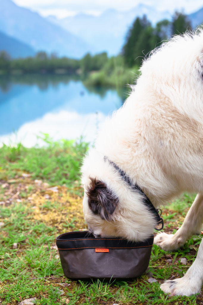 Randonner avec son chien : mes conseils, mon équipement coup de cœur Decathlon Outdog et mes plus belles idées de randos autour de Grenoble pour vivre des aventures complices en montagne.