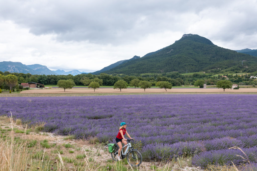 Les lavandes du Diois. Où voir les lavandes dans la Drôme ? Lavandes autour de Die