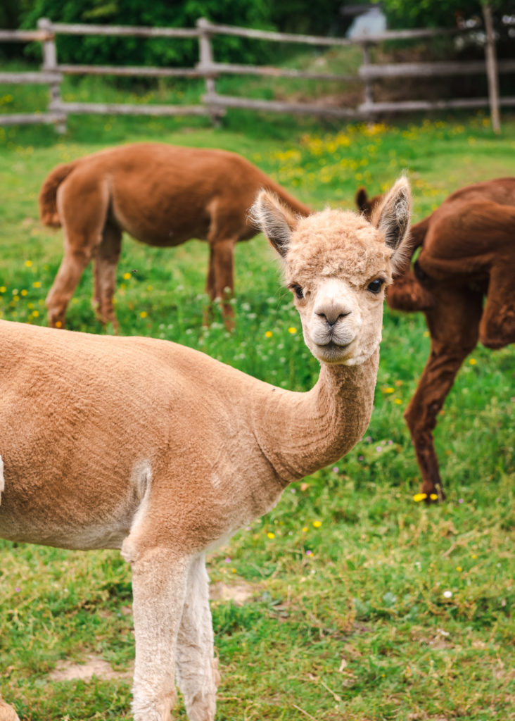 Que voir et que faire en vallée de la Dordogne, côté Corrèze ? Incontournables, sports outdoor, insolites et belles adresses autour d'Argentat-sur-Dordogne