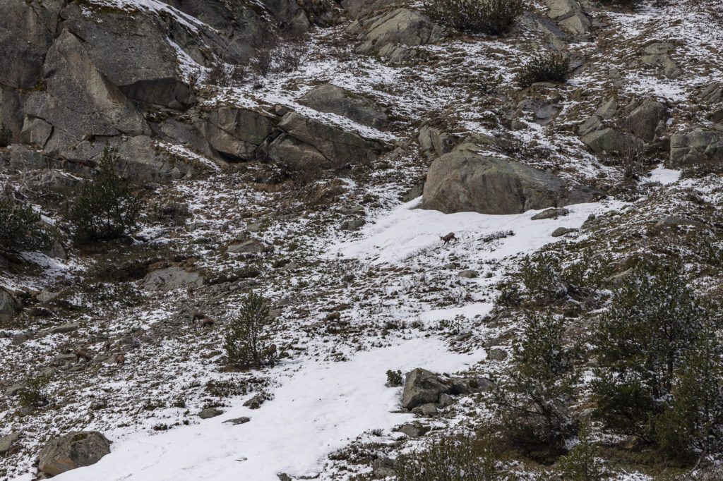 Pourquoi les chiens, les VTT et les drones sont-ils interdits dans le parc national des Écrins ? Comprendre ensemble la réglementation du parc national.