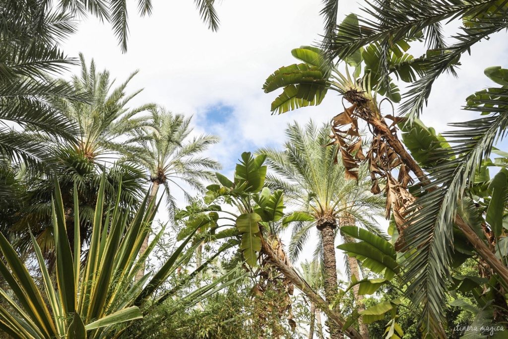 Visiter Elche en Espagne : la plus grande palmeraie d'Europe, la gastronomie du sud de l'Espagne, le mystère d'Elche, les plages d'Elche...