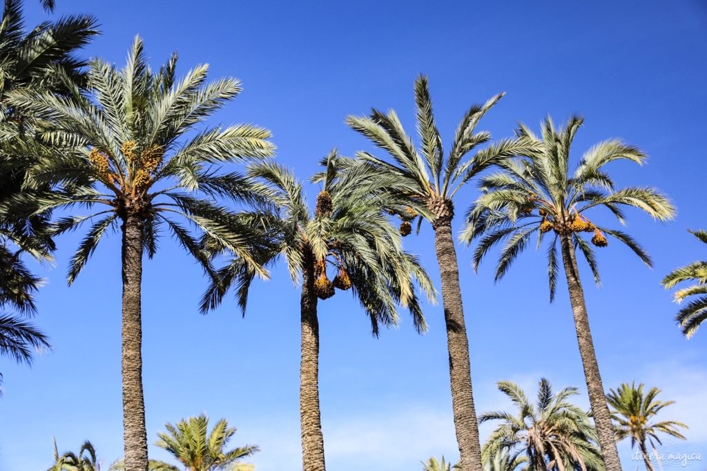 Visiter Elche en Espagne : la plus grande palmeraie d'Europe, la gastronomie du sud de l'Espagne, le mystère d'Elche, les plages d'Elche...