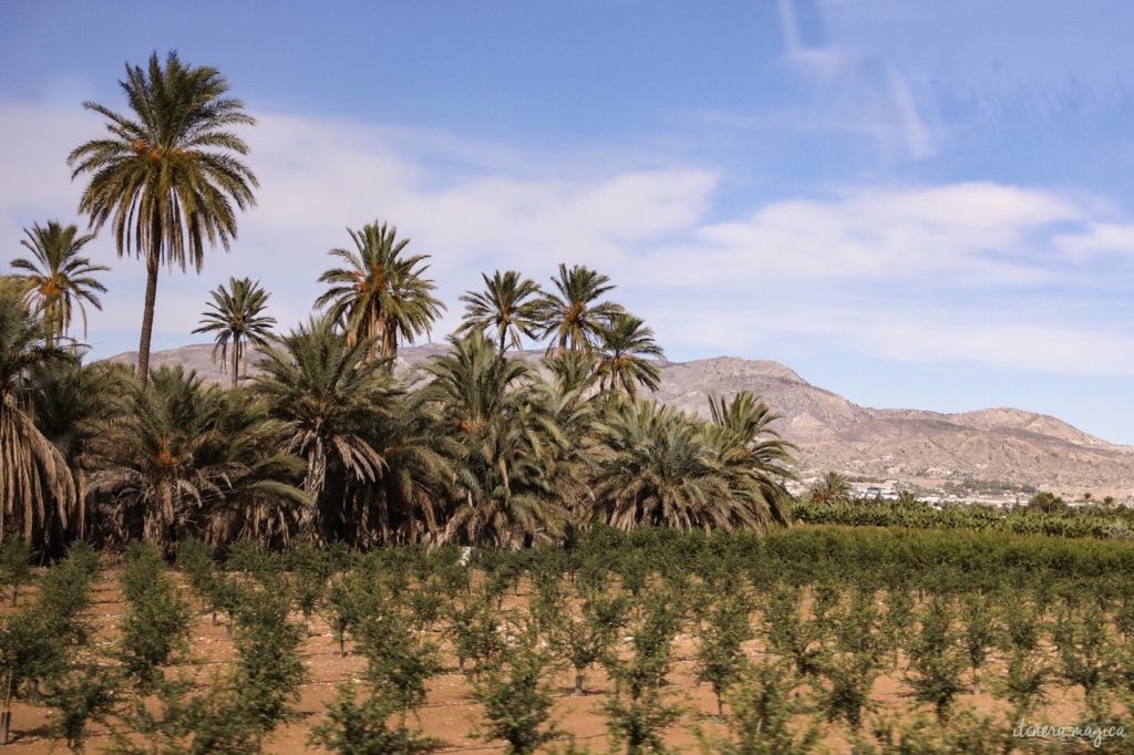 Visiter Elche en Espagne : la plus grande palmeraie d'Europe, la gastronomie du sud de l'Espagne, le mystère d'Elche, les plages d'Elche...