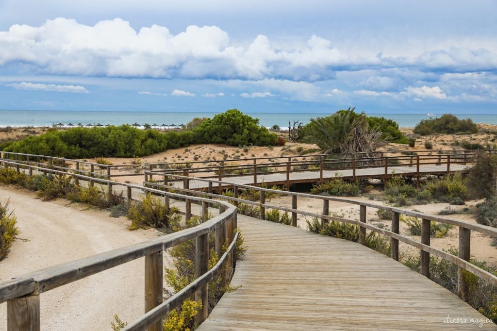 Visiter Elche en Espagne : la plus grande palmeraie d'Europe, la gastronomie du sud de l'Espagne, le mystère d'Elche, les plages d'Elche...