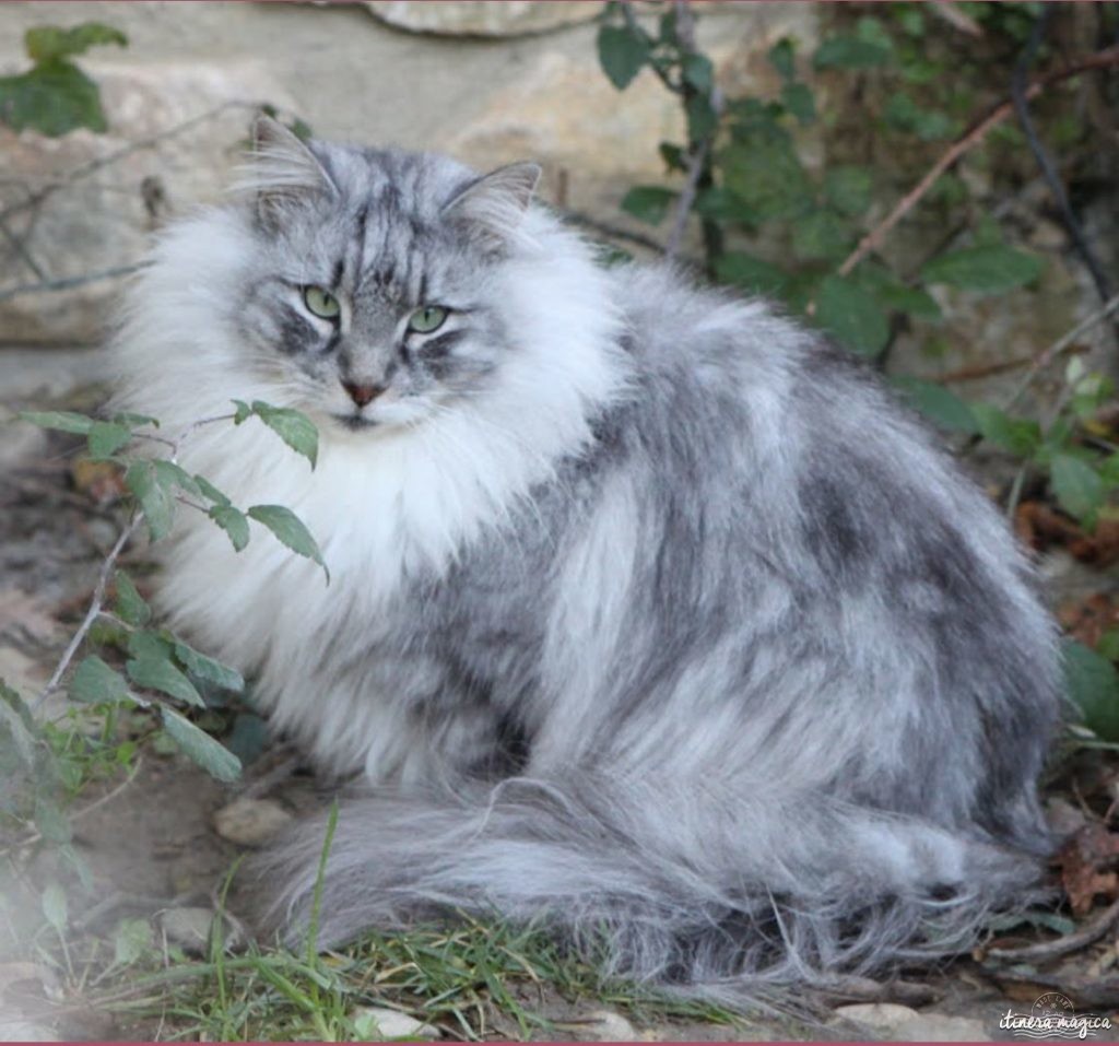 chatte norvégienne black silver tabby