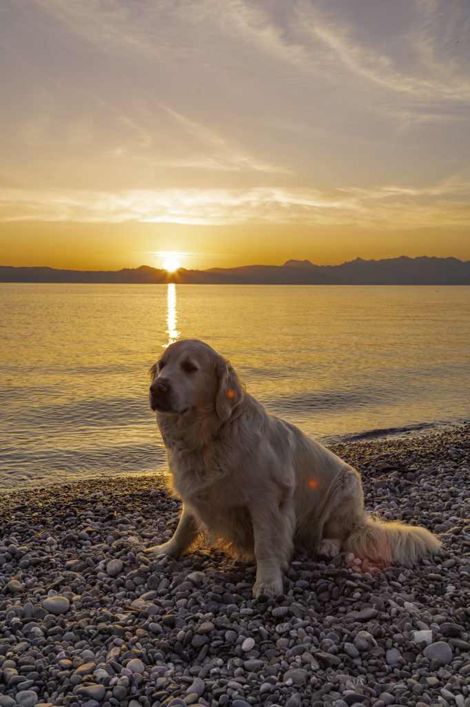 Evian et le lac Léman avec mon chien : bonnes adresses dog friendly, activités nautiques, visites et coups de coeur.
