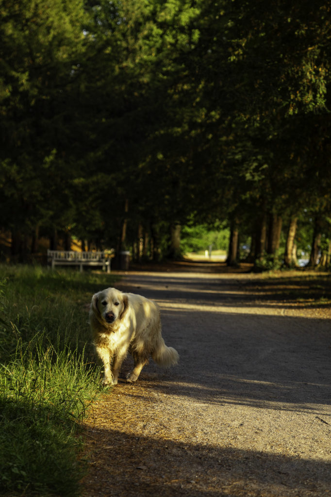 Evian et le lac Léman avec mon chien : bonnes adresses dog friendly, activités nautiques, visites et coups de coeur.