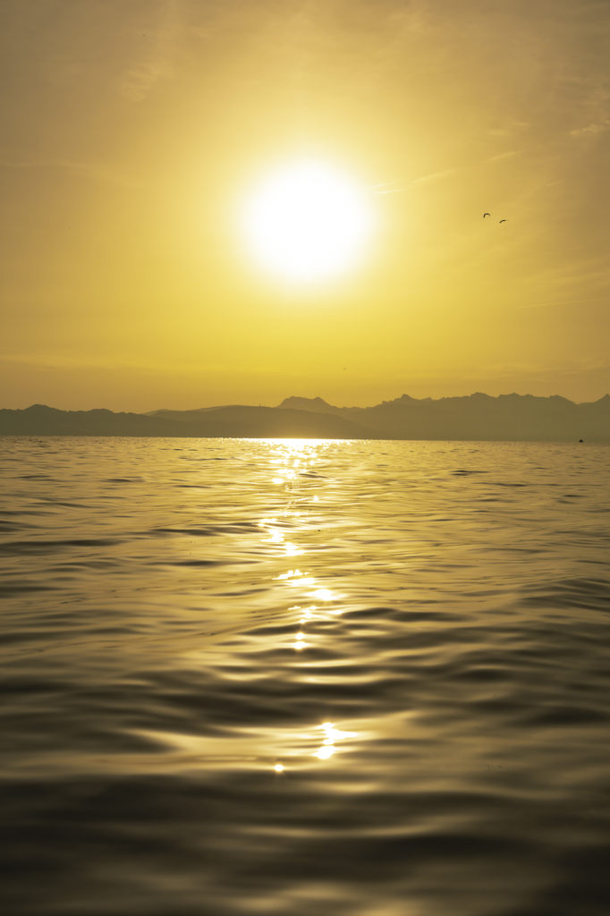 Evian et le lac Léman avec mon chien : bonnes adresses dog friendly, activités nautiques, visites et coups de coeur.