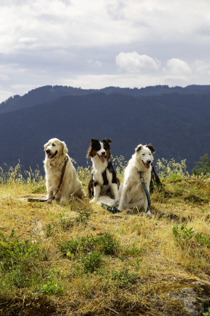 Avec mon chien au bord du Léman
