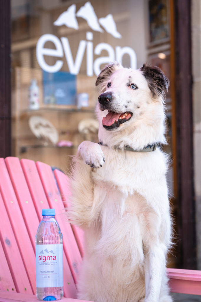 Evian et le lac Léman avec mon chien : bonnes adresses dog friendly, activités nautiques, visites et coups de coeur.