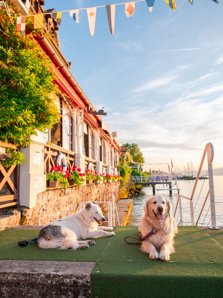 Bonnes adresses dog friendly pour voyager à Evian avec mon chien