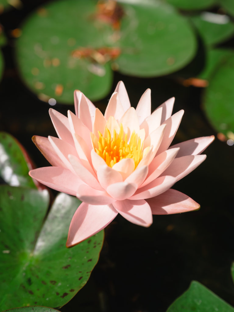 Evian et le lac Léman avec mon chien : bonnes adresses dog friendly, activités nautiques, visites et coups de coeur.