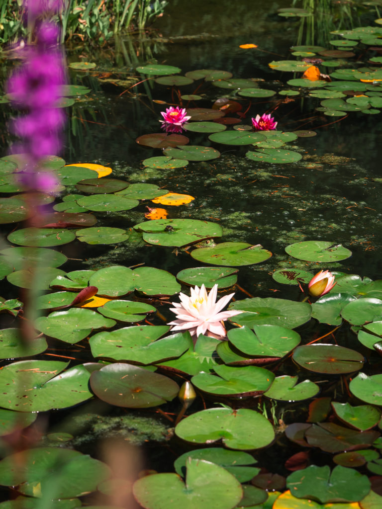 Evian et le lac Léman avec mon chien : bonnes adresses dog friendly, activités nautiques, visites et coups de coeur.