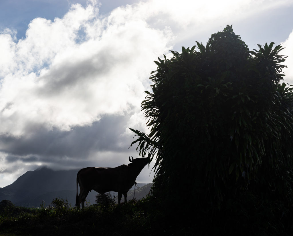 Que voir en Guadeloupe ? Road trip avec mes incontournables de Guadeloupe