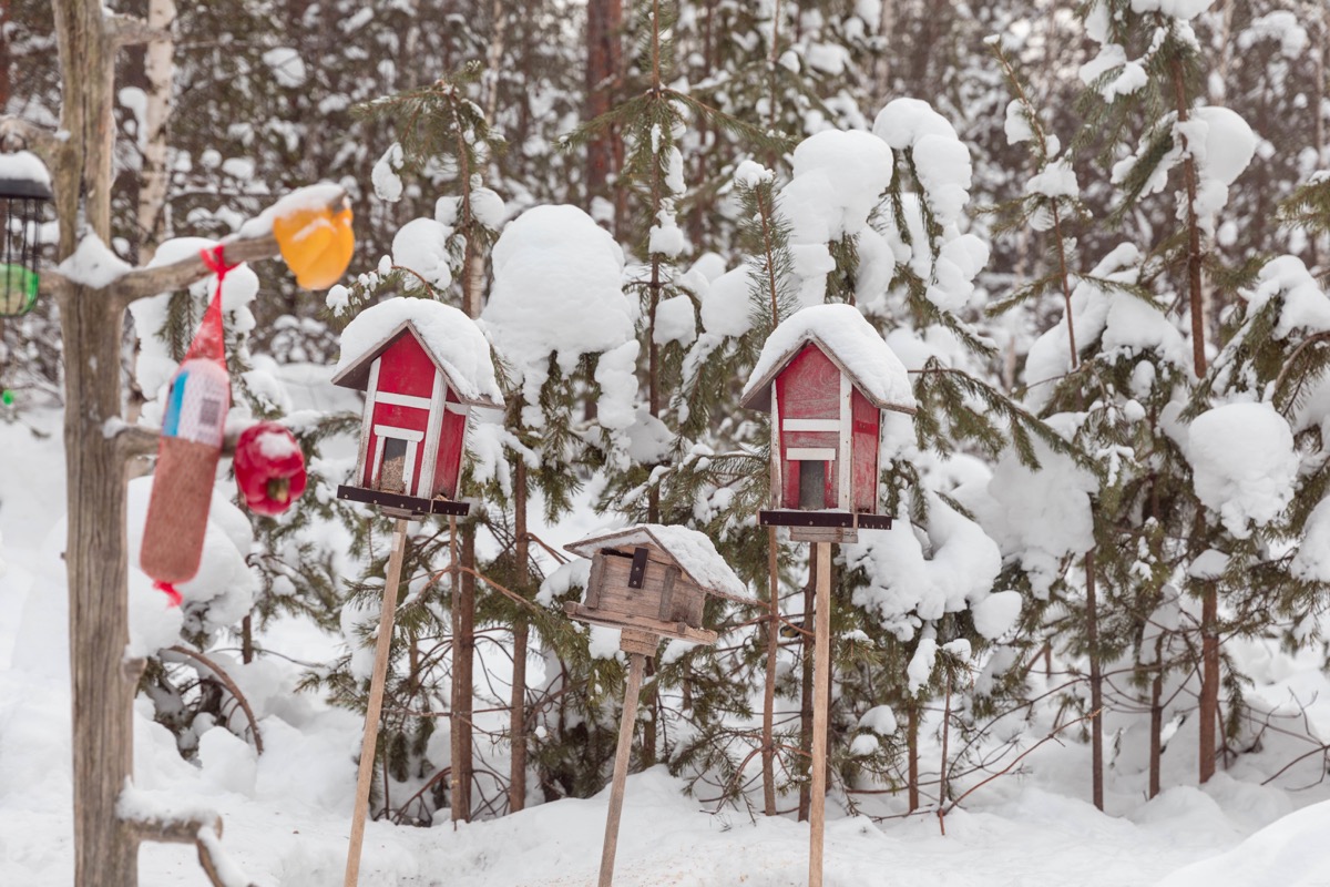 Expériences magiques en Laponie finlandaise : rennes, igloos, motoneige... tout ce qu'on peut faire à Rovaniemi. Blog Laponie finlandaise