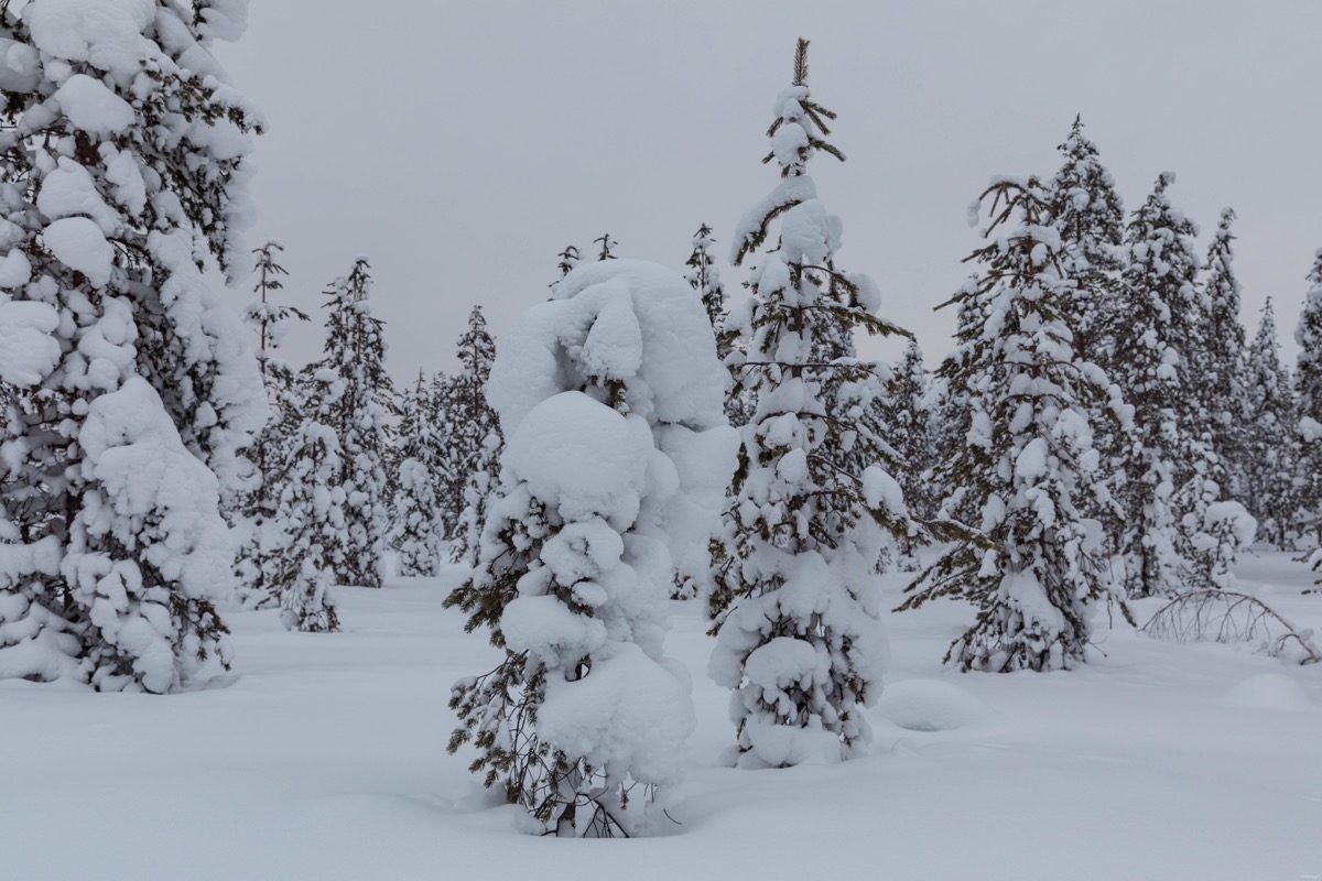 Expériences magiques en Laponie finlandaise : rennes, igloos, motoneige... tout ce qu'on peut faire à Rovaniemi. Blog Laponie finlandaise