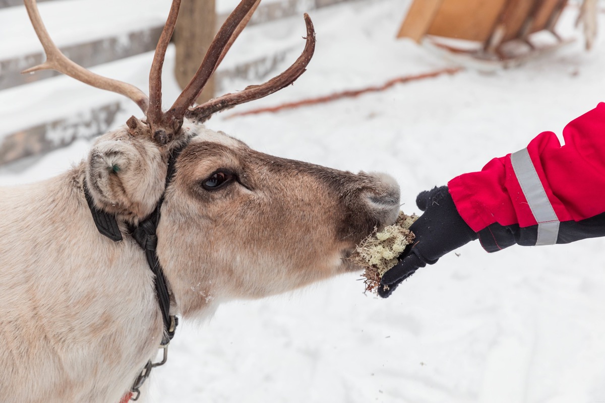 Expériences magiques en Laponie finlandaise : rennes, igloos, motoneige... tout ce qu'on peut faire à Rovaniemi. Blog Laponie finlandaise