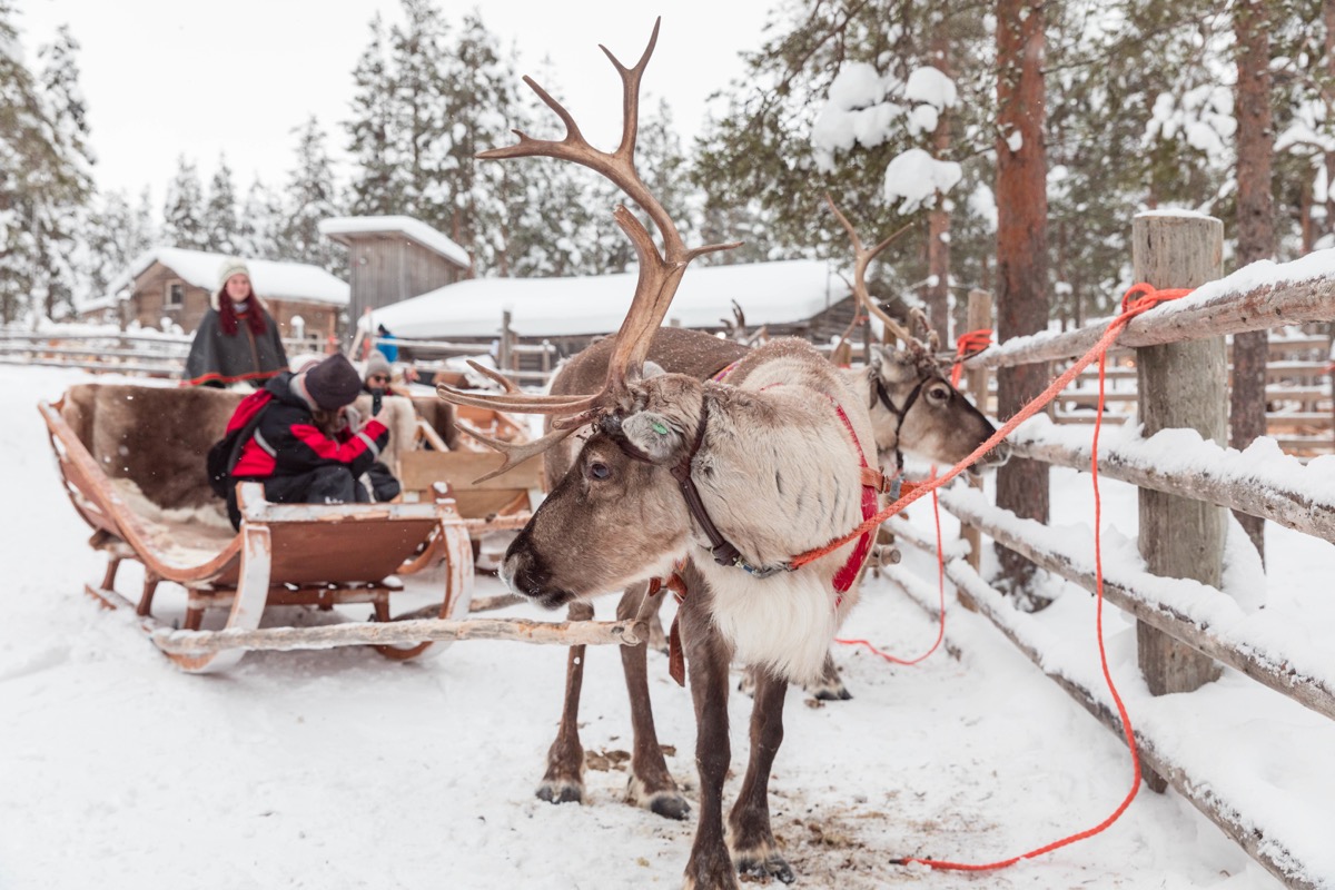 Expériences magiques en Laponie finlandaise : rennes, igloos, motoneige... tout ce qu'on peut faire à Rovaniemi. Blog Laponie finlandaise