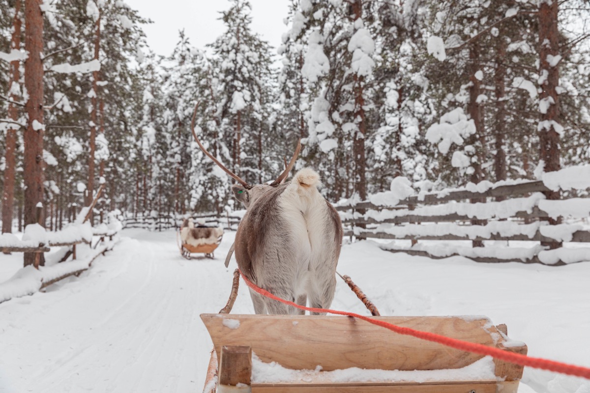 Expériences magiques en Laponie finlandaise : rennes, igloos, motoneige... tout ce qu'on peut faire à Rovaniemi. Blog Laponie finlandaise