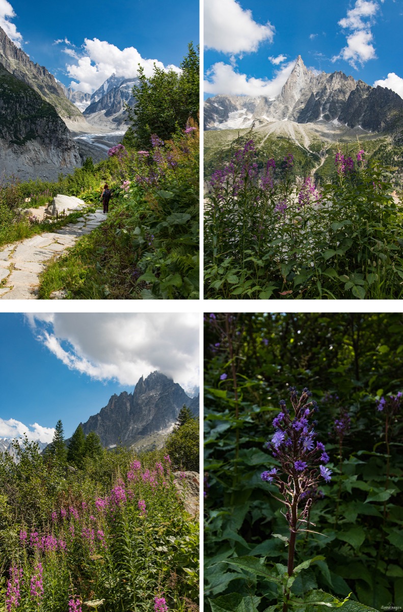 fleurs de chamonix