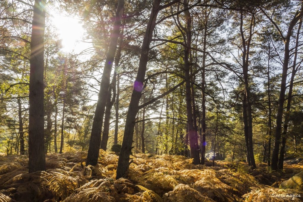 Où voir les couleurs d'automne, en Europe, au Japon, au Québec et ailleurs ? Les plus belles couleurs de l'automne par les blogueurs de voyage, pour des voyages chatoyants. #automne 