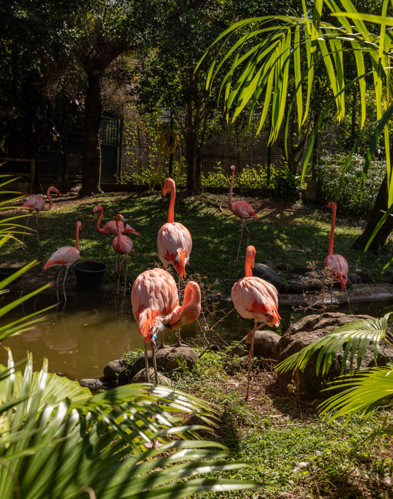 Que voir en Guadeloupe ? Road trip avec mes incontournables de Guadeloupe