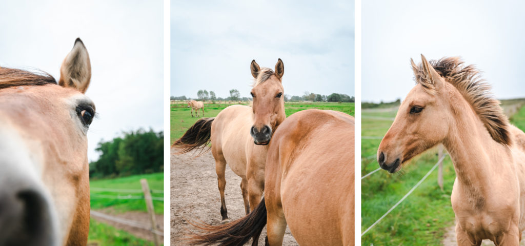 le cheval henson en baie de somme