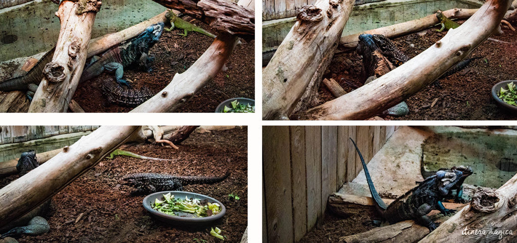 Que faire dans la Drôme ? Visiter la Ferme aux crocodiles ! Le paradis des reptiles: crocodiles, pythons, iguanes, tortues géantes, et bien d'autres animaux