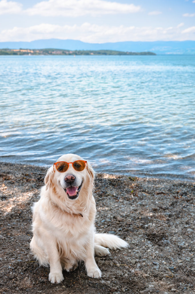 Avec mon chien au bord du Léman