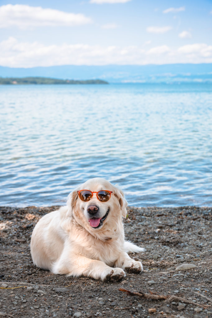 Avec mon chien au bord du Léman