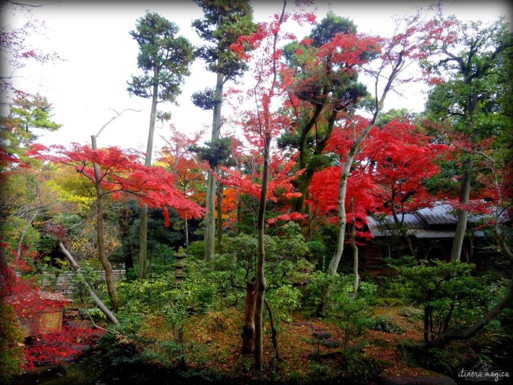 Où voir les couleurs d'automne, en Europe, au Japon, au Québec et ailleurs ? Les plus belles couleurs de l'automne par les blogueurs de voyage, pour des voyages chatoyants. #automne 